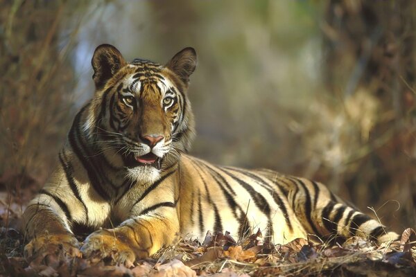 Pręgowany Tygrys drapieżny w jesiennych liściach