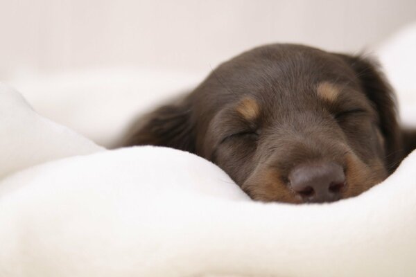 Chiot mignon, sur une plume comme dans les nuages