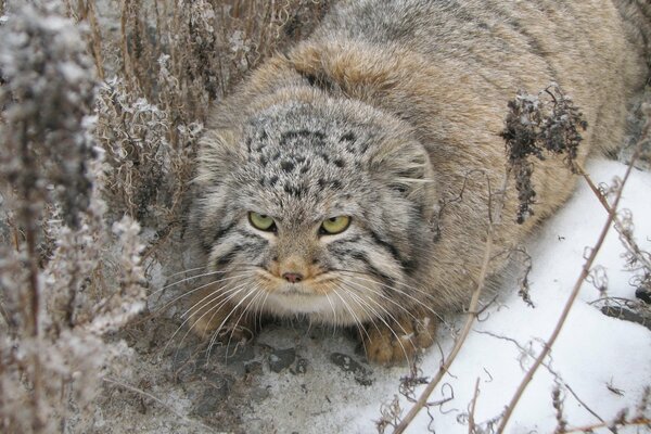 Gato del bosque en un abrigo de piel caliente en invierno