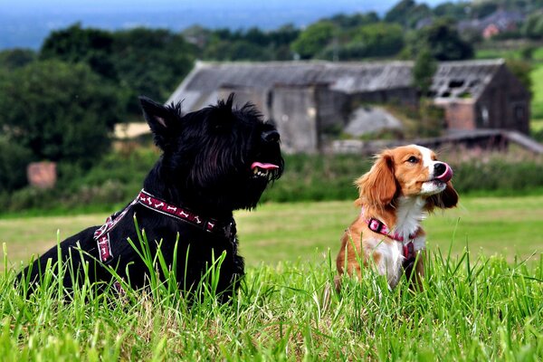 En la hierba verde, dos perros son negros y marrones con lengüetas alargadas