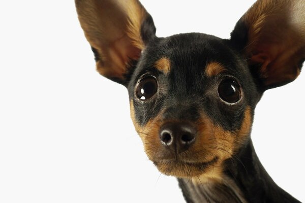 A big-eared fellow with a curious look