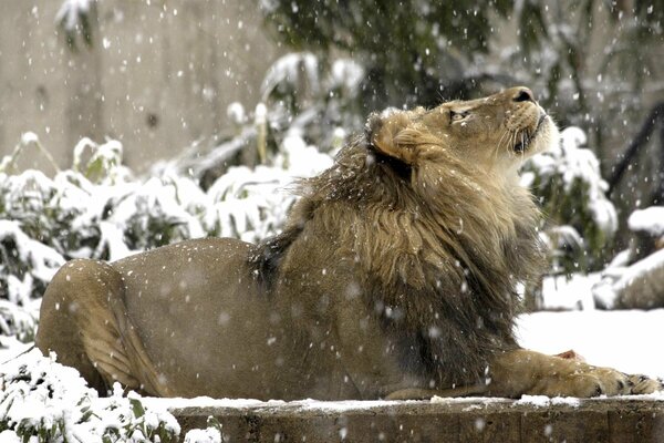 Un León reclinado Mira la nieve que cae