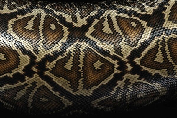 Snake skin in beautiful squares