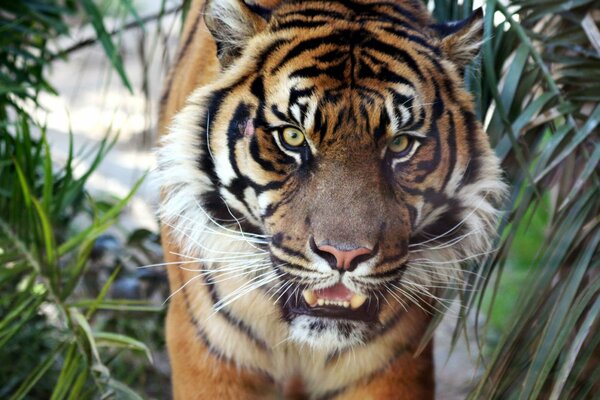 El tigre que gruñe en la naturaleza