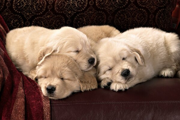 Три щенка спят на коричневом кожаном диване