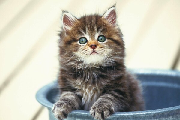 A fluffy kitten is sitting in a bucket