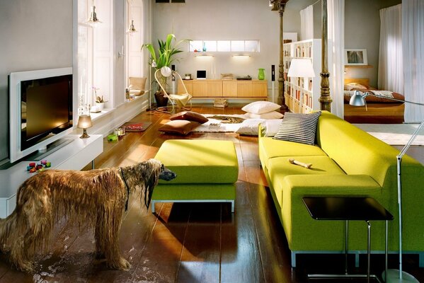 Комната с зелёным диваном и мокрой собакой