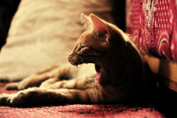 Рыжий кот зевает в кресле дома
