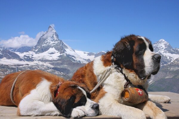 Saint-Bernard sur fond de montagnes d hiver