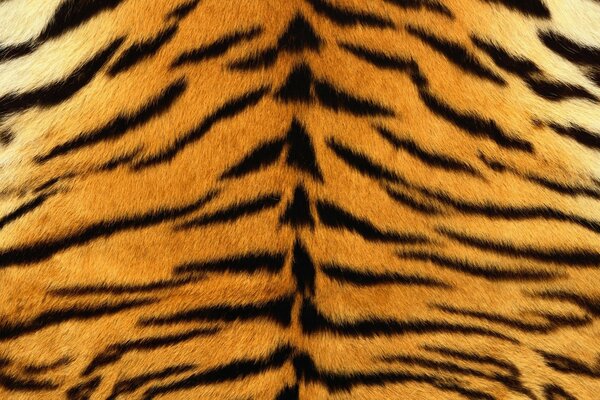 Strisce di tigre. Texture-pelliccia morbida