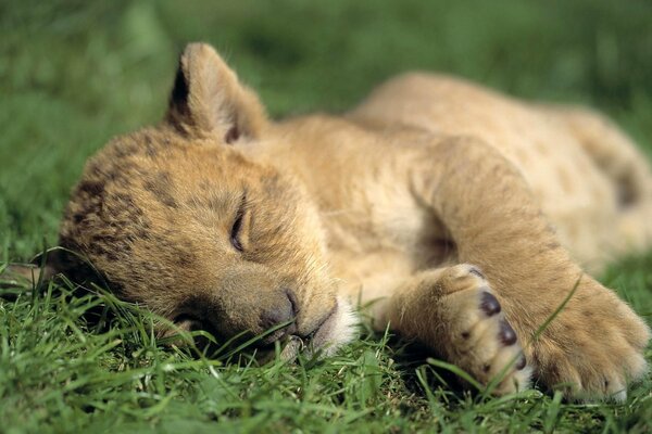 Lionceau dort dans l herbe dans la nature