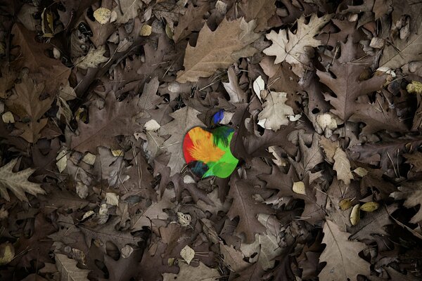 Multicolor Apple logtip en follaje caído