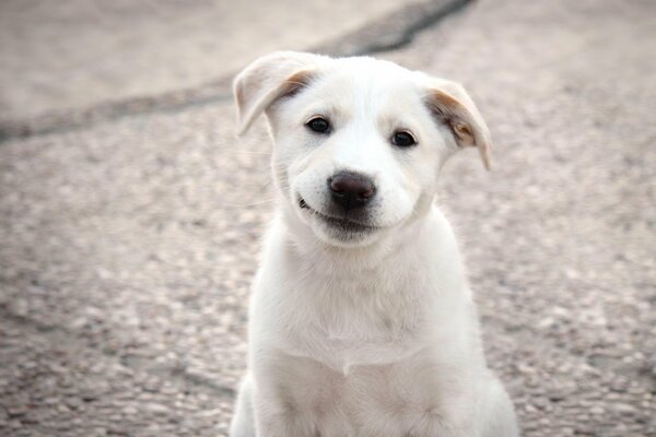 Chien blanc souriant à la caméra