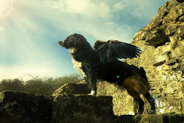 A gorgeous dog with wings like an angel