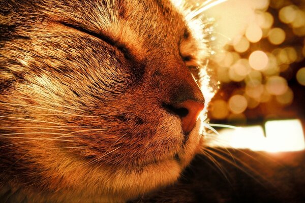 Кот спит в лучах солнца