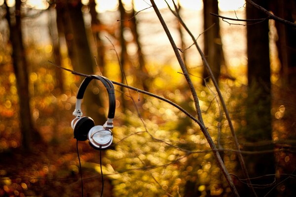 Sony-Kopfhörer, die an einem Ast im Wald hängen