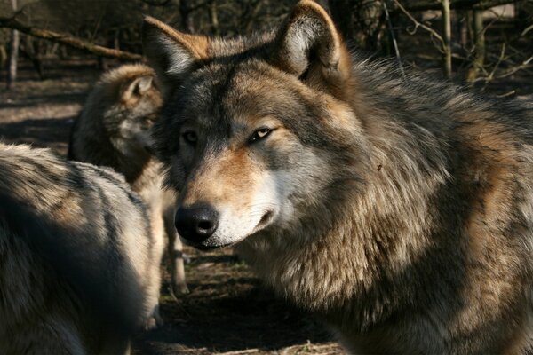 Wildlife in which wolves stare intently