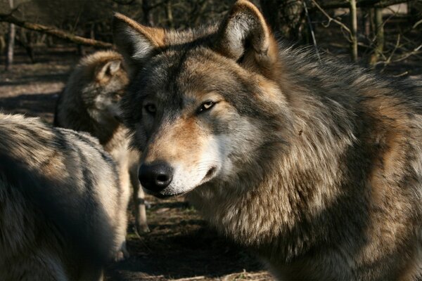 La faune dans laquelle les loups regardent de près