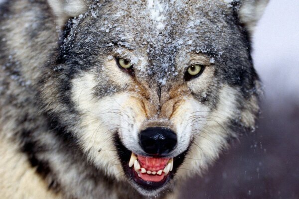 A very angry gray wolf