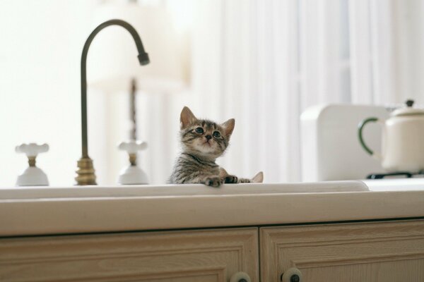 Gatito en el fregadero de la cocina