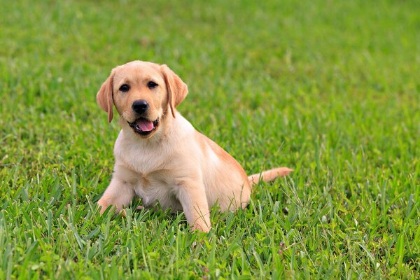 Chiot assis sur l herbe verte