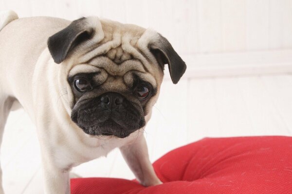 Pug chic con occhi intelligenti