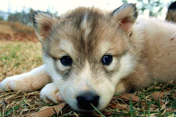 A puppy with cute eyes in nature