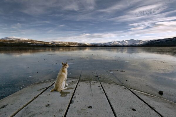 Un chien pense à l Éternel près d un lac gelé