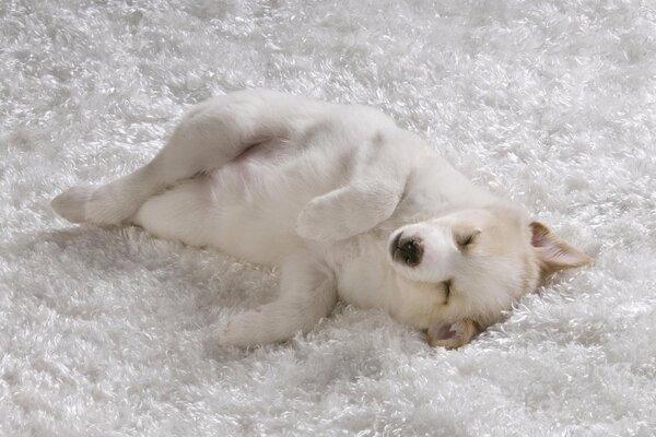 A puppy with white fur is sleeping sweetly on a snow-white blanket