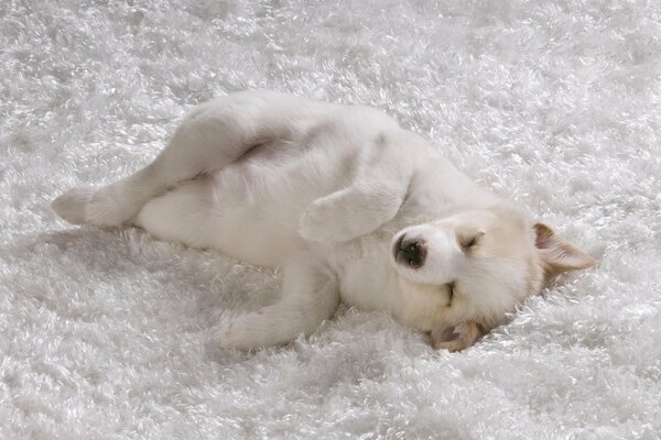 Na śnieżnobiałym kocu słodko leży śpiący szczeniak z białą sierścią