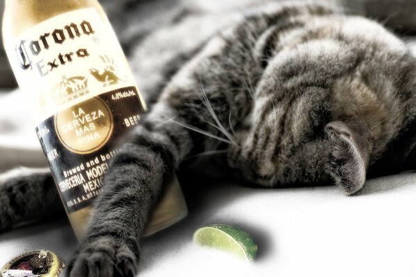 Eine Katze mit einer Flasche Tequila liegt auf dem Boden