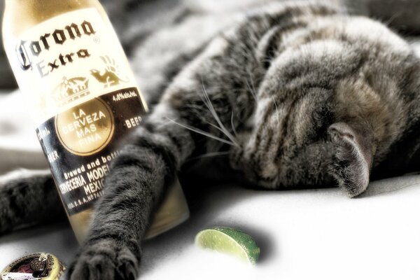 Gatto con una bottiglia di tequila sdraiata sul pavimento