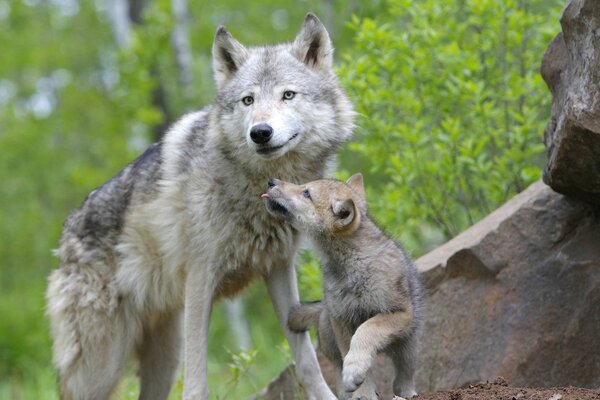 Familia de lobos en la naturaleza