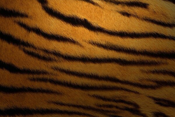 Dark background tiger skin