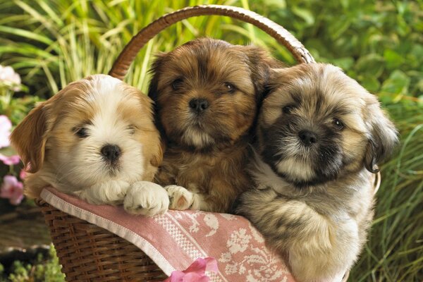 Bébés mignons assis dans le panier