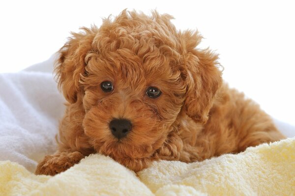 It s not just a curly-haired puppy, it looks like a plush toy