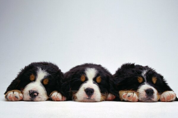 Three sleeping little fluffy puppies