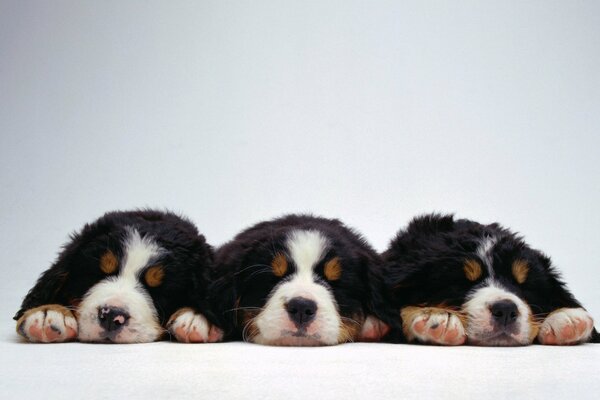 Tres pequeños cachorros peludos dormidos