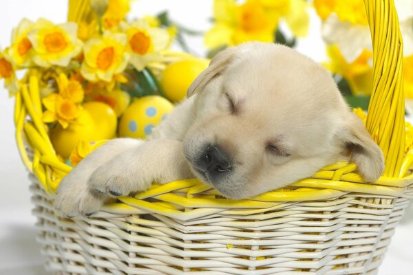 Cachorro durmiendo en una cesta de flores