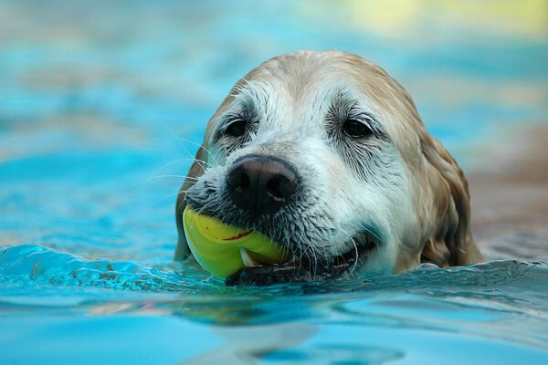 Il cane prende i trattamenti dell acqua