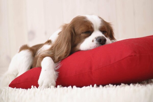 Alfombra peluda, almohada roja, ¿qué más se necesita para dormir un cachorro