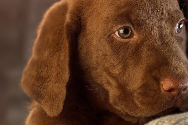 Beige cute puppy with sadness in his eyes