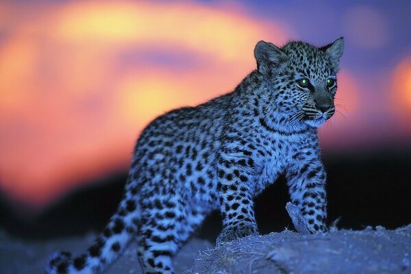 The spotted baby leopard has glowing eyes
