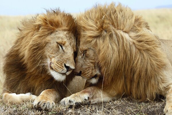 L amour des prédateurs de la famille des lions dans la nature