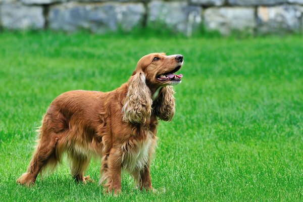 A devoted long-haired spaniel in a clearing