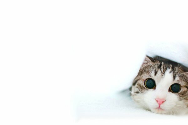 Słodki kot z dużymi oczami na białym tle