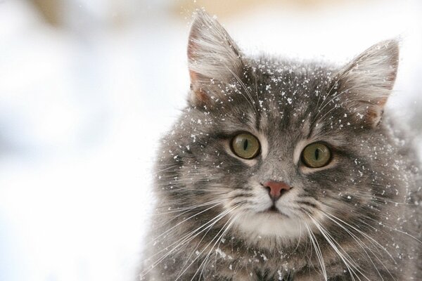 Soffice gatto delle nevi in fiocchi di neve