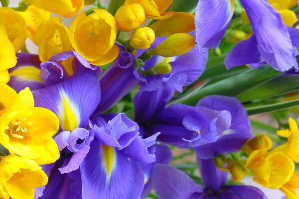 Hermosos iris sobre fondo de flores amarillas