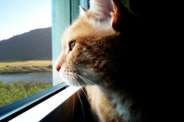 A red-haired cat looks out the window