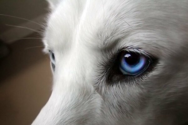 Der bezaubernde Blick der blauen Augen schaut direkt in die Seele